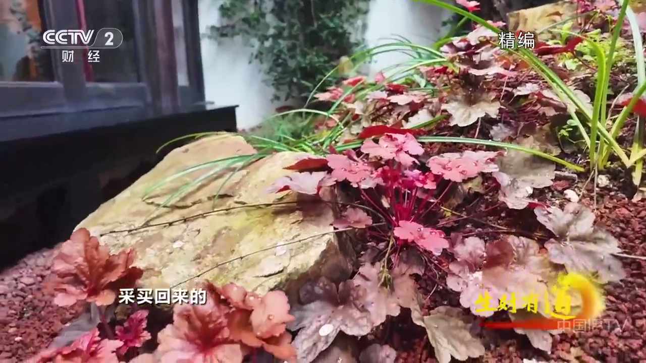 星辰电视tv最新版本 1