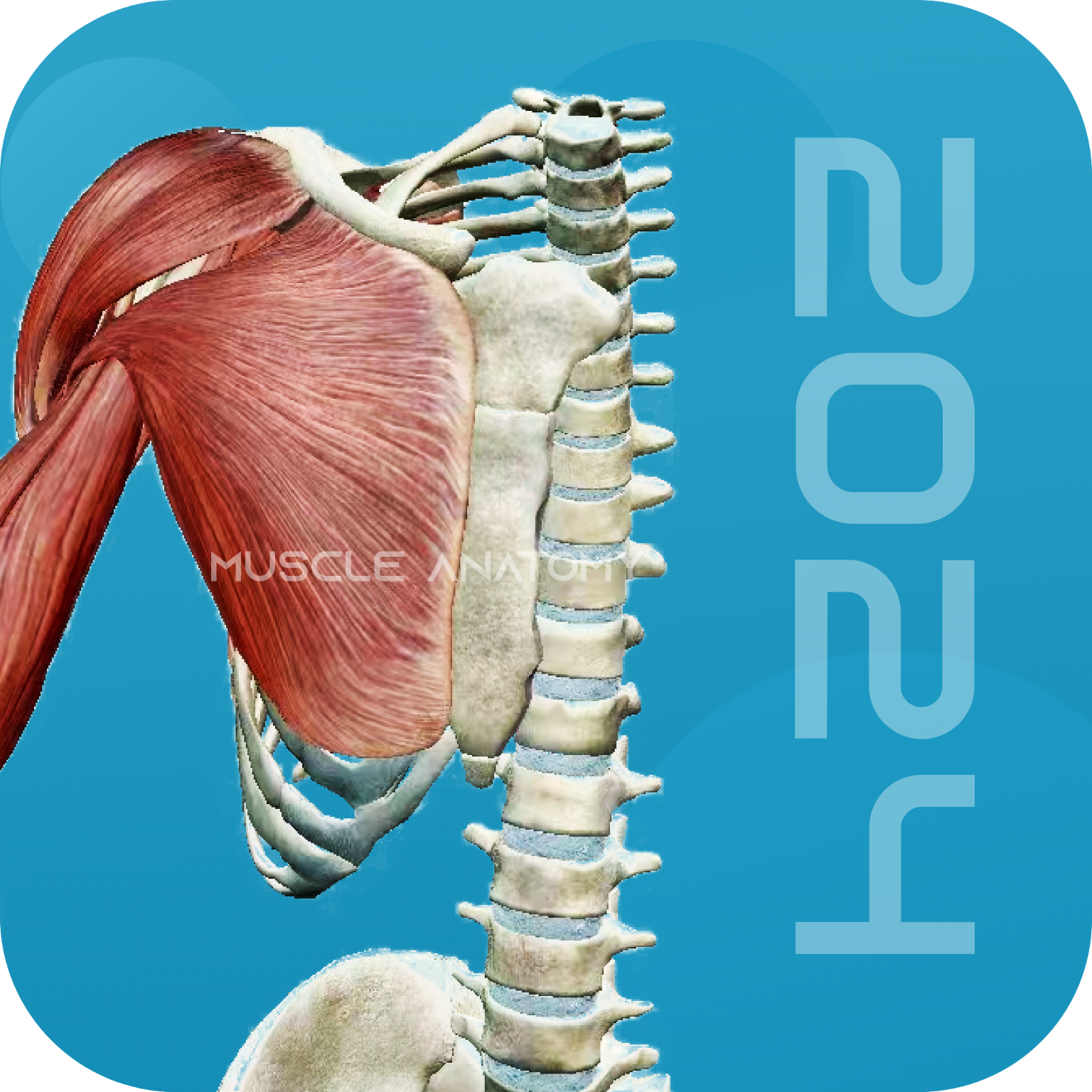 3D肌肉解剖app