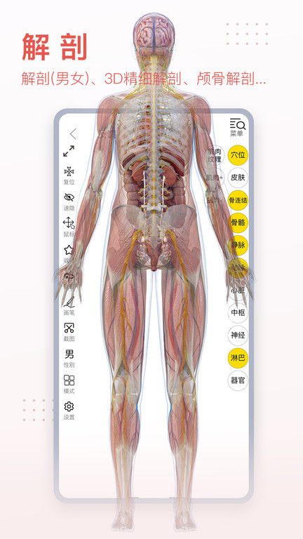 3dbody解剖图截图