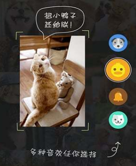 萌宠相机app 1