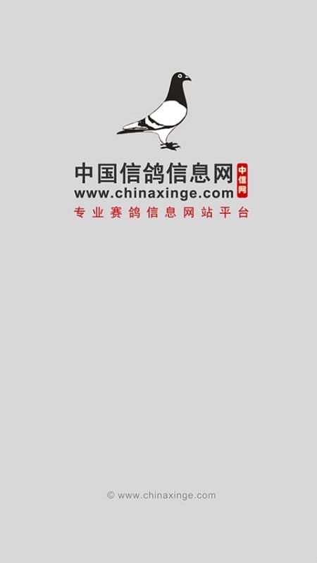 中国信鸽信息网 1