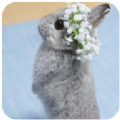 新兔子壁纸手机版